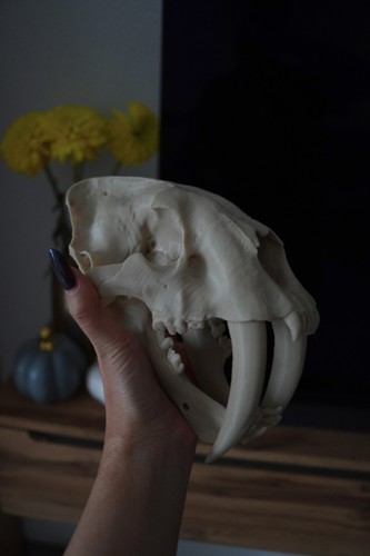 Säbelzahntiger smilodon skull - säbelzahntiger,