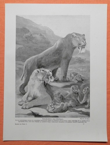 Säbeltiger smilodon druck - smilodon,